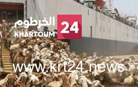 السودان يعتزم تحديث بروتوكول صادر الماشية تمهيدا لتصديرها للإمارات