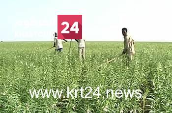 بنك السودان يكشف عن تقلص التمويل الزراعي بولاية القضارف