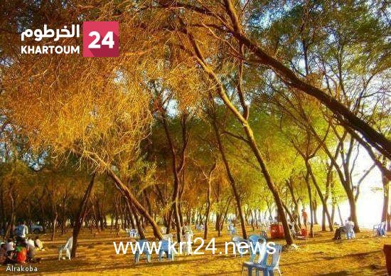 الغابات تشدد على الحد من القطع الجائر وترسل رسائل بمناسبة العيد القومي الشجرة بالديوم
