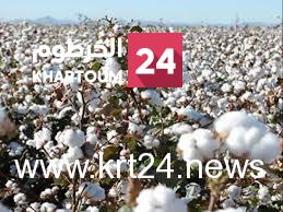 عقب خروج “11” ألف فدان.. “زادنا” تتعهد بشراء إنتاج الموسم الحالي من القطن