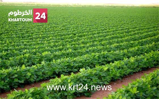 إطلاق مبادرة لجبر ضرر مزارعي الجزيرة والمناقل – الخرطوم24