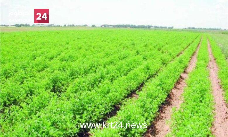 السودان يمنح الإمارات مشروعا زراعيا ضخما بنهر النيل