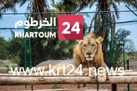 حديقة السودان للحياة البرية تصدر بيانا بشأن خبر “هروب أسد”
