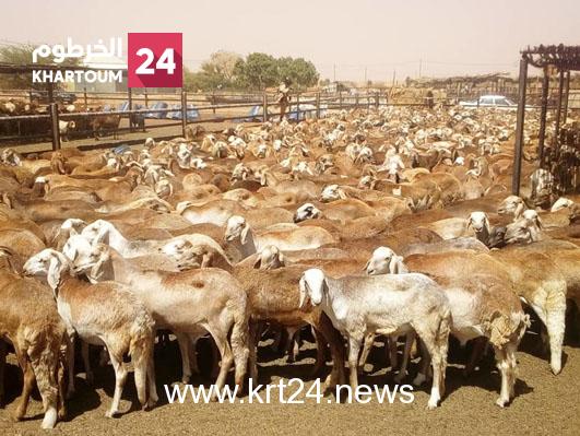 وزارة الثروة الحيوانية:سعر رأس الماشية بالسودان أكثر من 100 دولار ولاينافس بالسوق العالمي