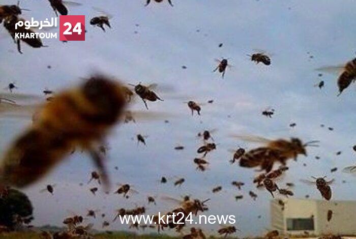 أسراب نحل تقتل مواطنين وتقطع طريقًا بالقرب من الحصاحيصا